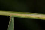 Tall oatgrass